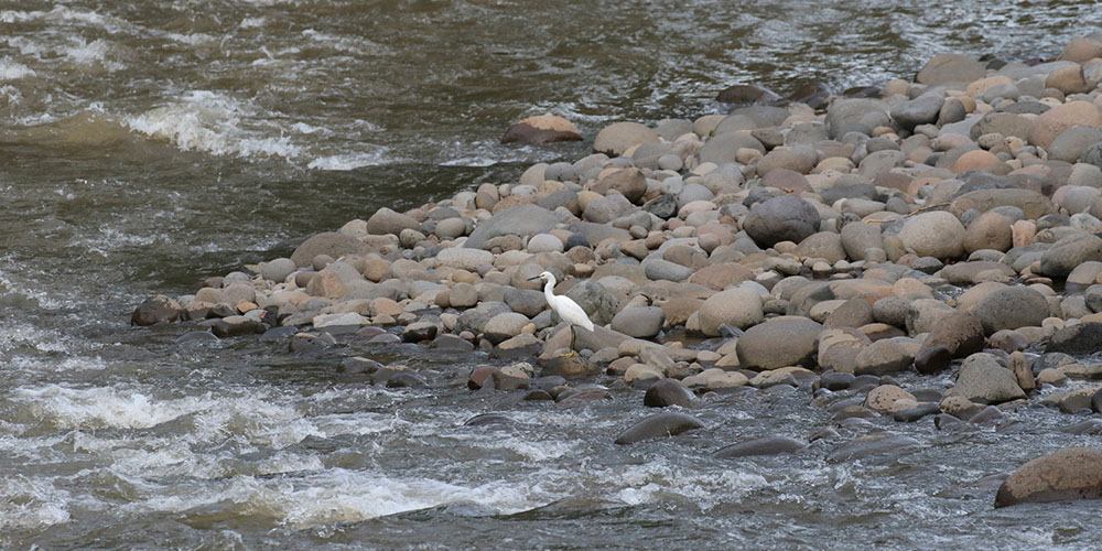 Snowy Egret